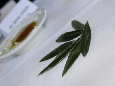 Maslina i maslinovo ulje