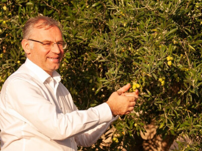 Berba maslina u Šestanovcu Berba maslina u Šestanovcu