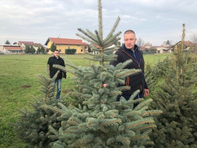 Nordijske jele Maria Beraneka