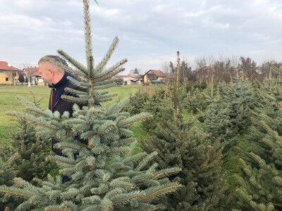 Nordijske jele Maria Beraneka
