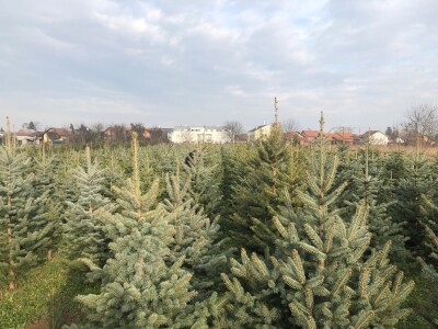 Nordijske jele Maria Beraneka