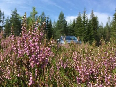 Norveški sistem pčelarenja