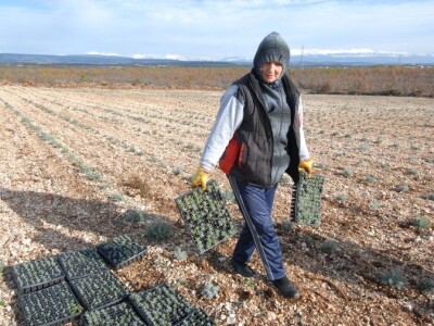 Nova plantaža netom zasađenog smilja u oplemenjenom hercegovačkom kršu Nova plantaža netom zasađenog smilja u oplemenjenom hercegovačkom kršu