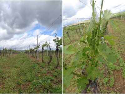 Poezija u boci Baranjskog vinogorja