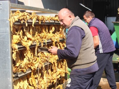 Nova sezona prouzvodnje duhana