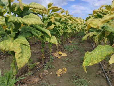 Nova sezona prouzvodnje duhana