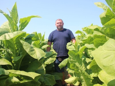 Nova sezona prouzvodnje duhana