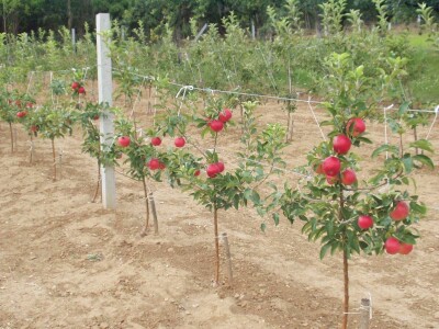 Nova sorta jabuke Ivana: otporna na čađavu krastavost i pepelnicu