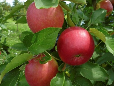 Nova sorta jabuke Ivana: otporna na čađavu krastavost i pepelnicu