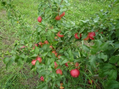 Nova sorta jabuke Ivana: otporna na čađavu krastavost i pepelnicu