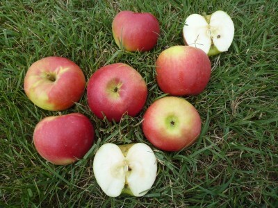 Nova sorta jabuke Ivana: otporna na čađavu krastavost i pepelnicu