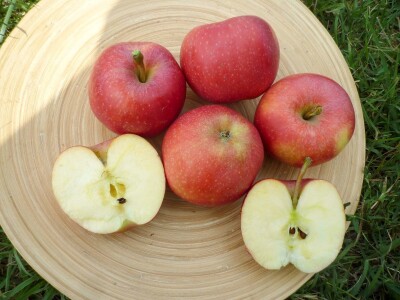 Nova sorta jabuke Ivana: otporna na čađavu krastavost i pepelnicu
