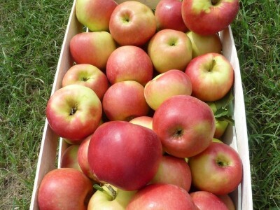 Nova sorta jabuke Ivana: otporna na čađavu krastavost i pepelnicu