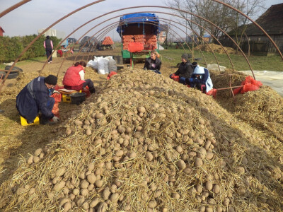 Krompir se prodaje cijele zime