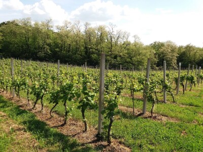 Nove sorte vinove loze