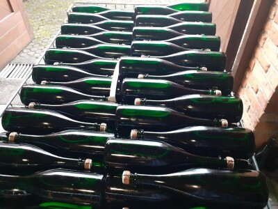 Nove sorte vinove loze