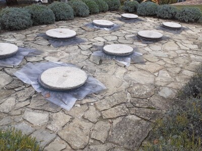 Nove sorte vinove loze