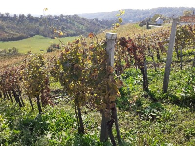 Nove sorte vinove loze