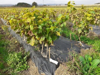 Nove sorte vinove loze