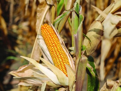 Novi KWS hibridi - rani i kasni