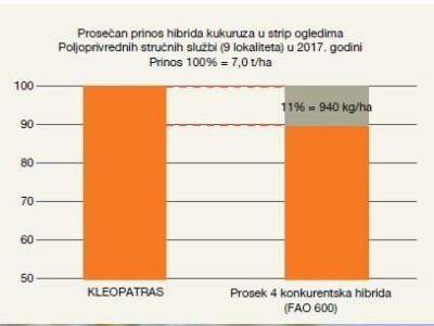 Novi KWS hibridi - rani i kasni