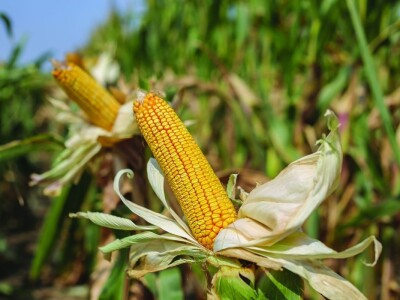 Novi KWS hibridi - rani i kasni