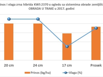 Novi KWS hibridi - rani i kasni