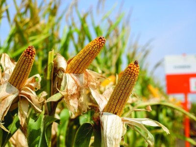 Novi KWS hibridi - rani i kasni