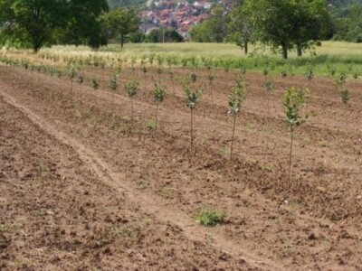 Mladi nasadi višnje maraske u dalmatinskom zaobalju