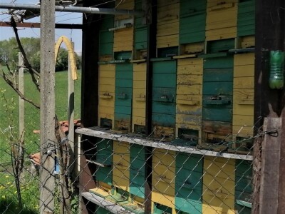 novi pomor pčela u Međimurskoj županiji