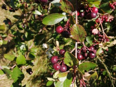 Novi proizvodi porodice Salkić