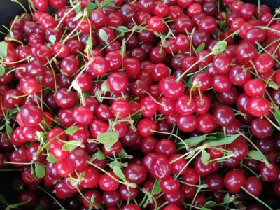 Novi proizvodi porodice Salkić