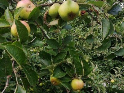 Novi proizvodi porodice Salkić