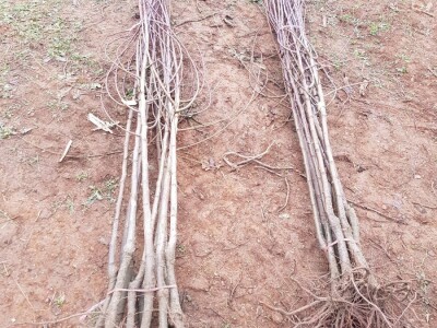 Novi zasad šljiva kod Rogatice