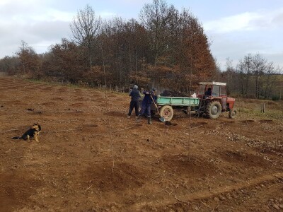 Novi zasad šljiva kod Rogatice