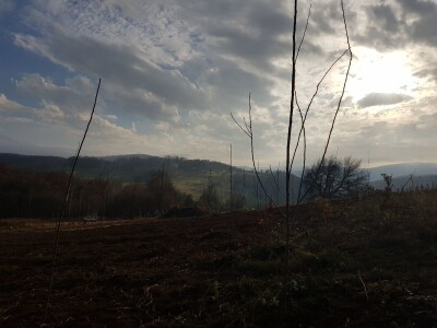 Novi zasad šljiva kod Rogatice