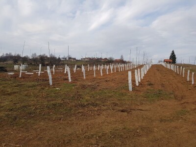 Novi zasad šljiva kod Rogatice