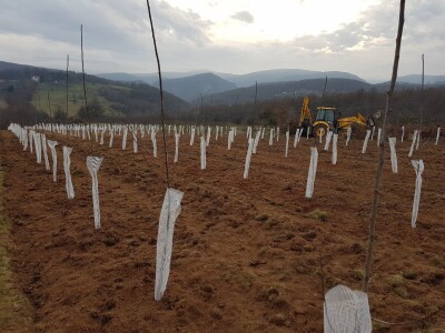 Novi zasad šljiva kod Rogatice