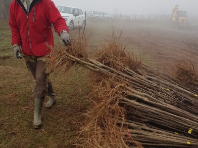 Novi zasad šljiva kod Rogatice
