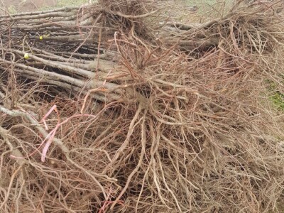 Novi zasad šljiva kod Rogatice