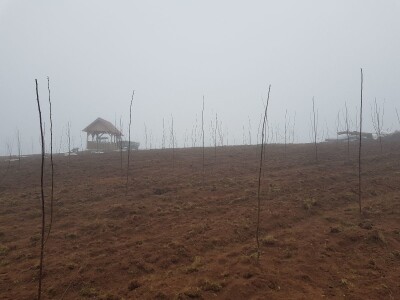 Novi zasad šljiva kod Rogatice