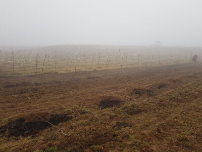 Novi zasad šljiva kod Rogatice