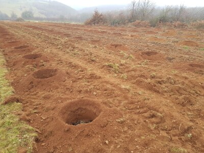 Novi zasad šljiva kod Rogatice