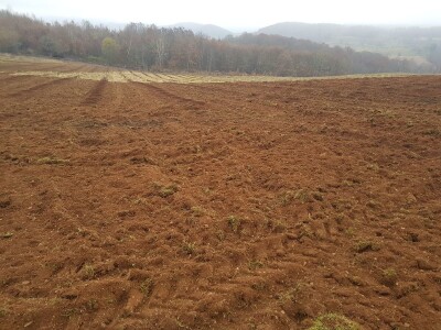 Novi zasad šljiva kod Rogatice