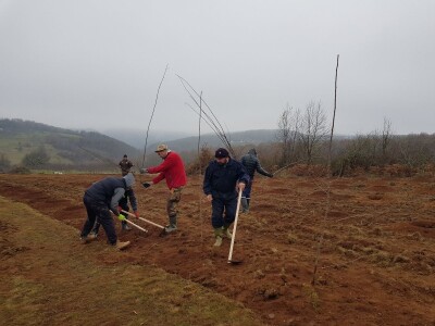Novi zasad šljiva kod Rogatice