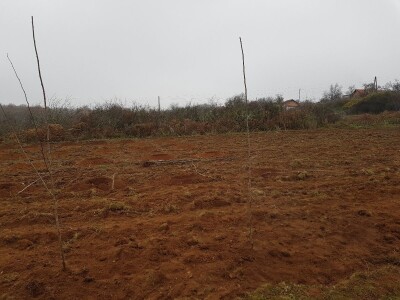 Novi zasad šljiva kod Rogatice