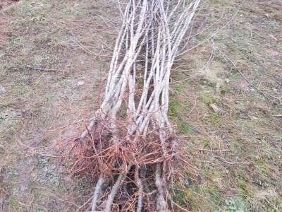 Novi zasad šljiva kod Rogatice