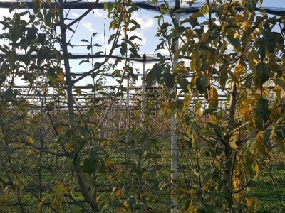 Novi zasadi Novi zasadi