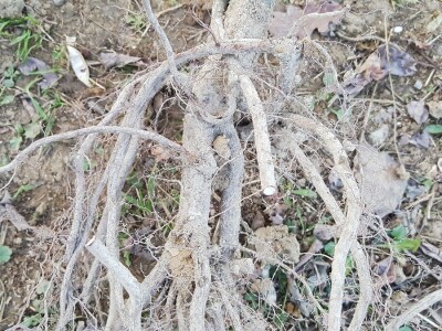 Novi zasadi Novi zasadi