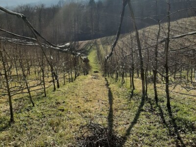 Novi zasadi Novi zasadi